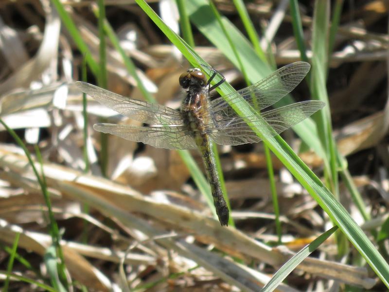 Photo of Dot-tailed Whiteface