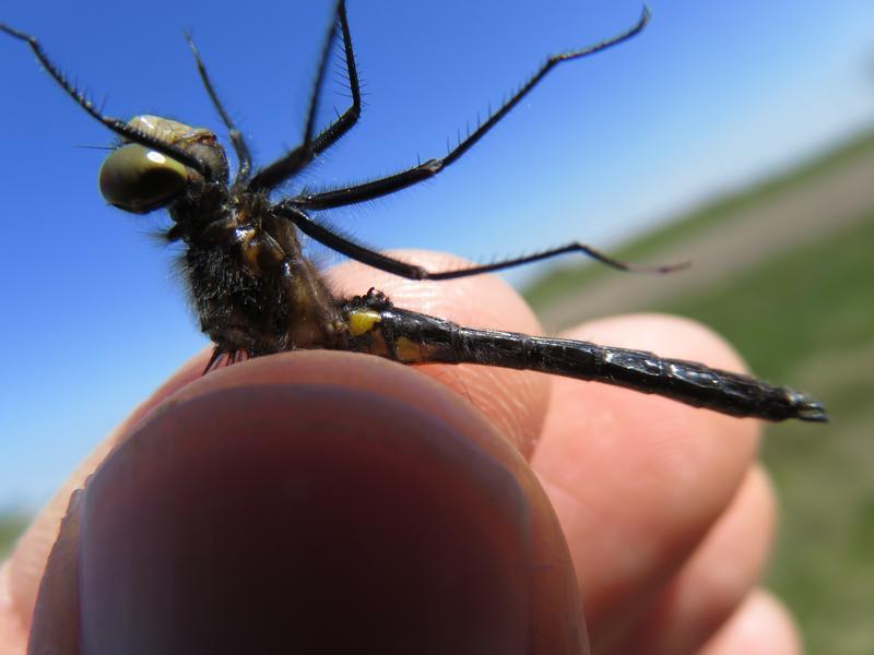 Photo of Dot-tailed Whiteface