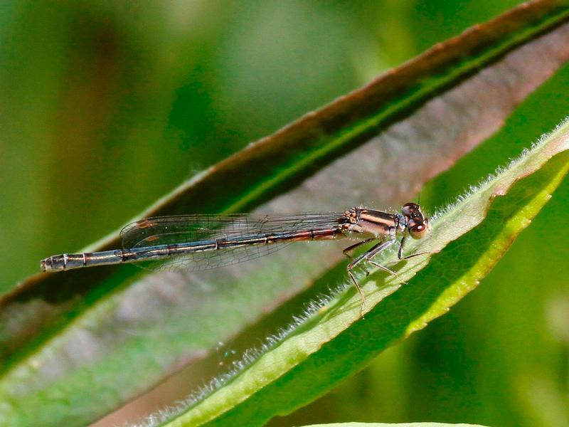 Photo of Eastern Forktail