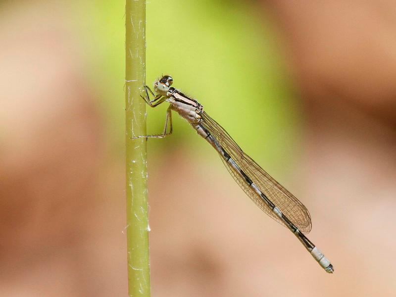 Photo of Tule Bluet