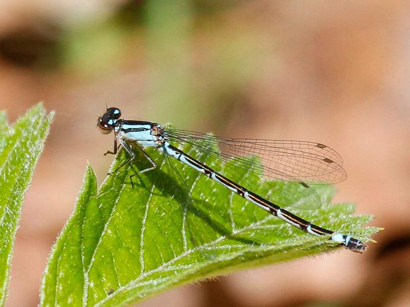 Photo of Skimming Bluet