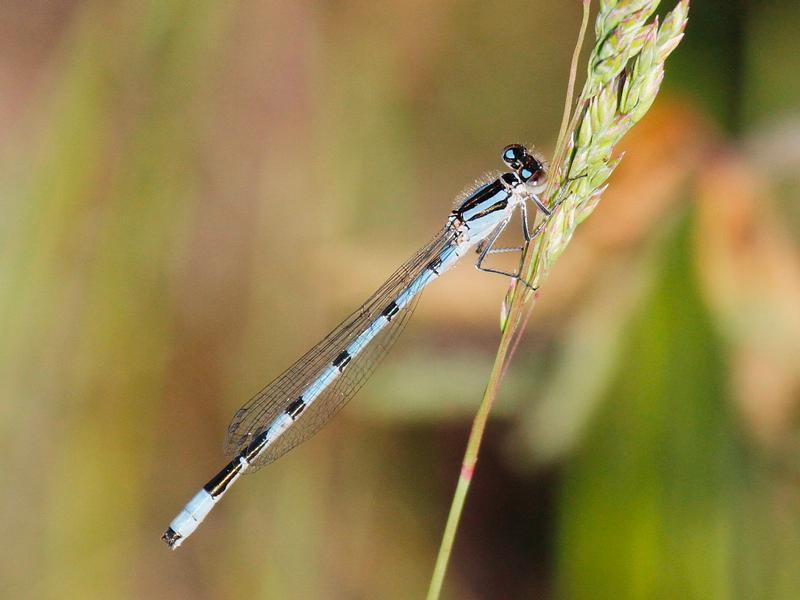 Photo of Marsh Bluet