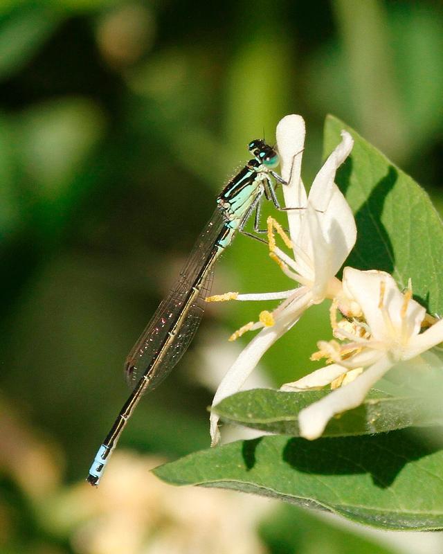 Photo of Eastern Forktail