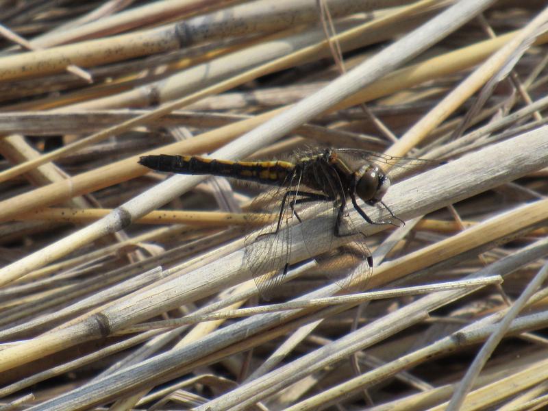 Photo of Dot-tailed Whiteface