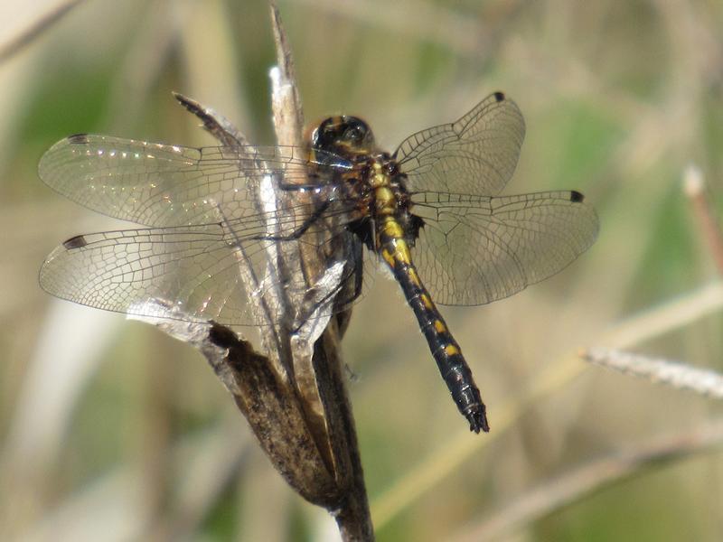 Photo of Dot-tailed Whiteface