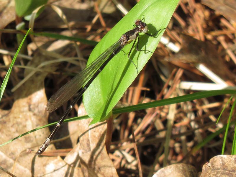 Photo of Aurora Damsel