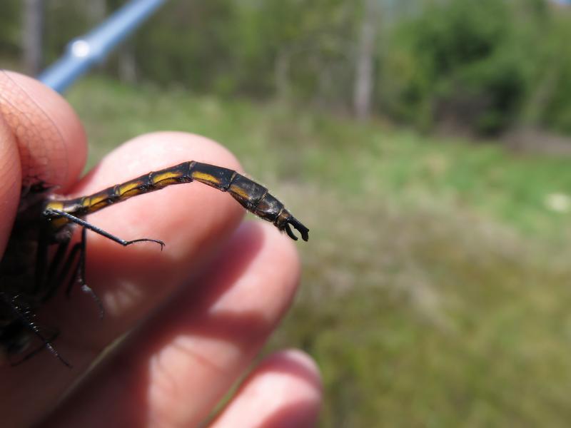 Photo of Beaverpond Baskettail