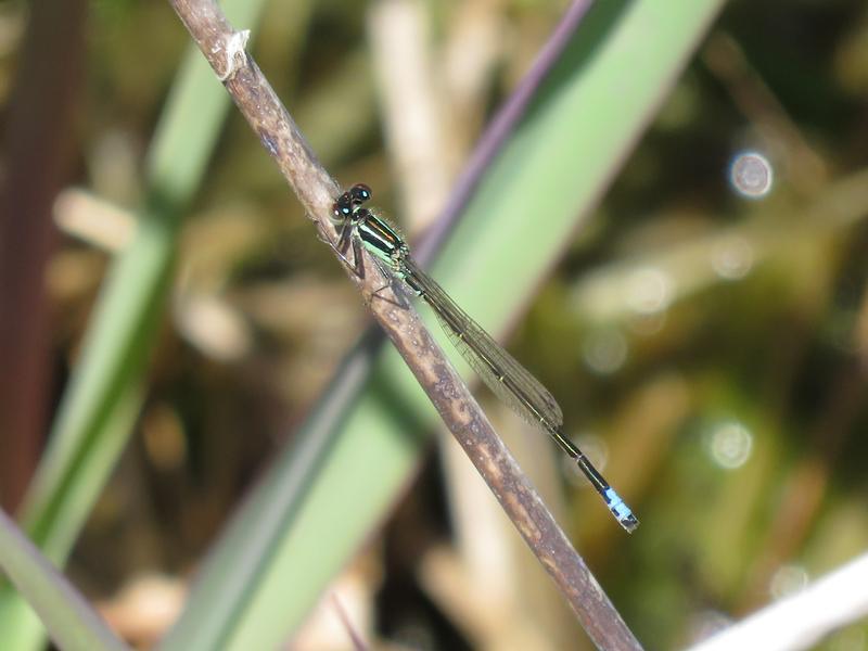 Photo of Eastern Forktail