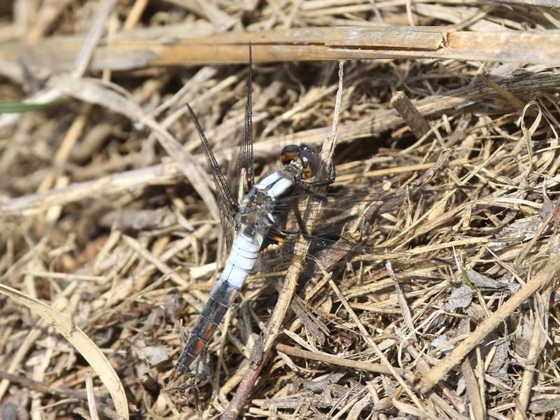 Photo of Chalk-fronted Corporal