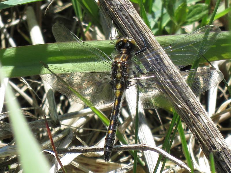 Photo of Dot-tailed Whiteface