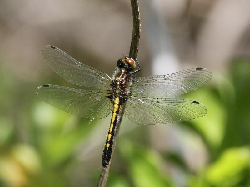 Photo of Dot-tailed Whiteface