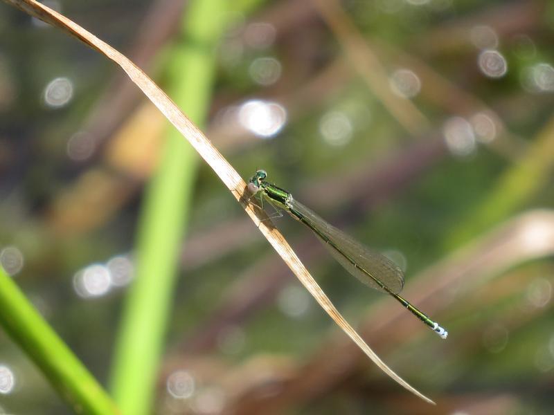 Photo of Sedge Sprite