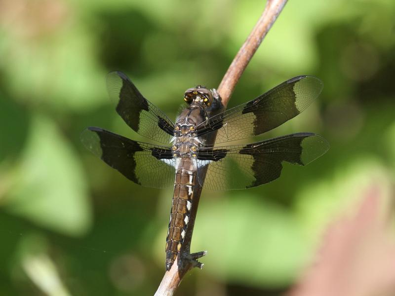 Photo of Common Whitetail