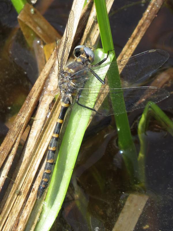 Photo of Ringed Boghaunter