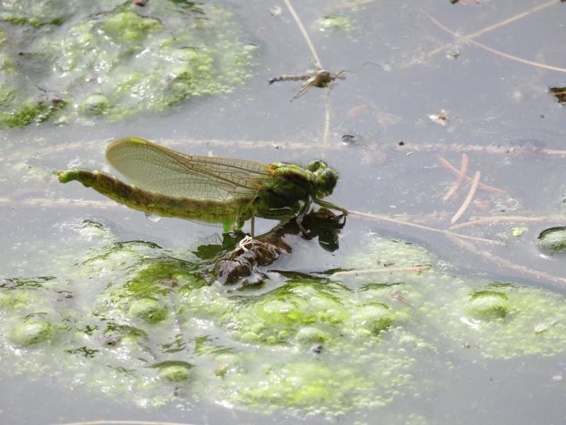 Photo of Lilypad Clubtail