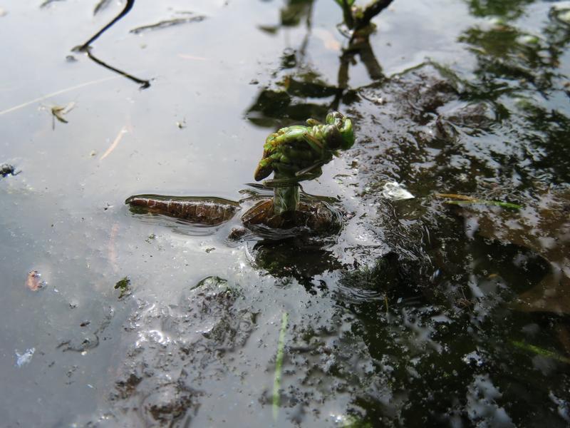 Photo of Lilypad Clubtail