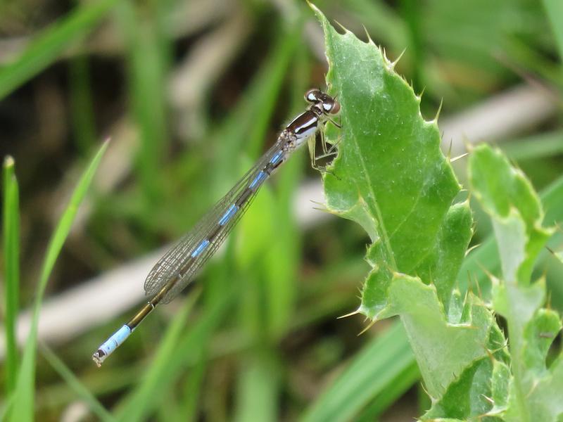 Photo of Taiga Bluet