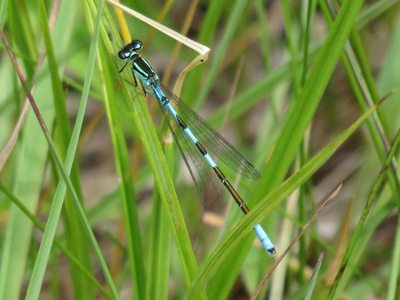 Photo of Taiga Bluet