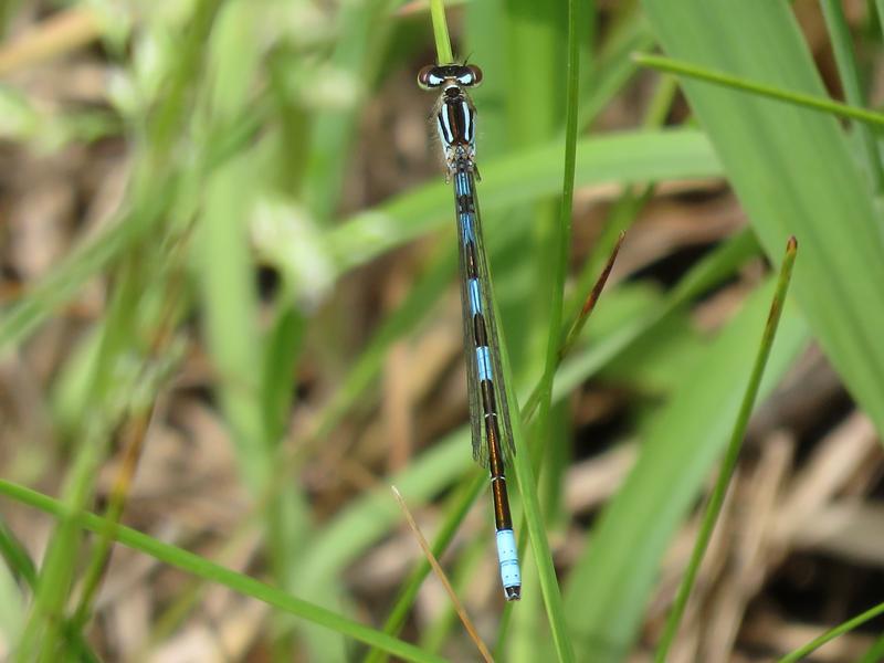 Photo of Taiga Bluet
