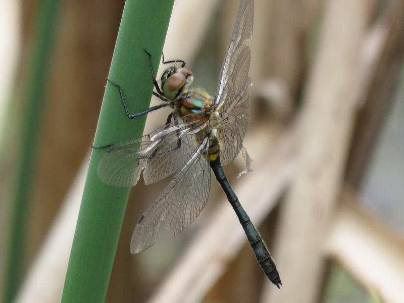 Photo of Racket-tailed Emerald