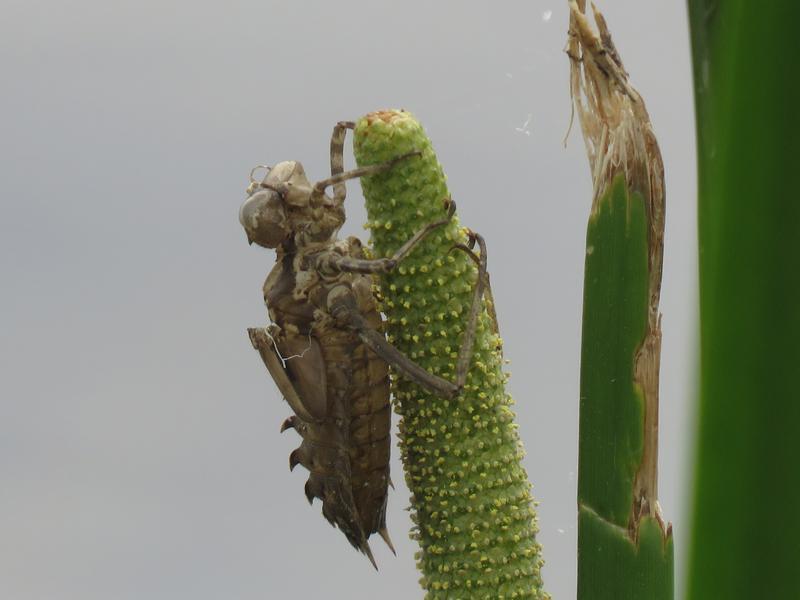 Photo of Prince Baskettail