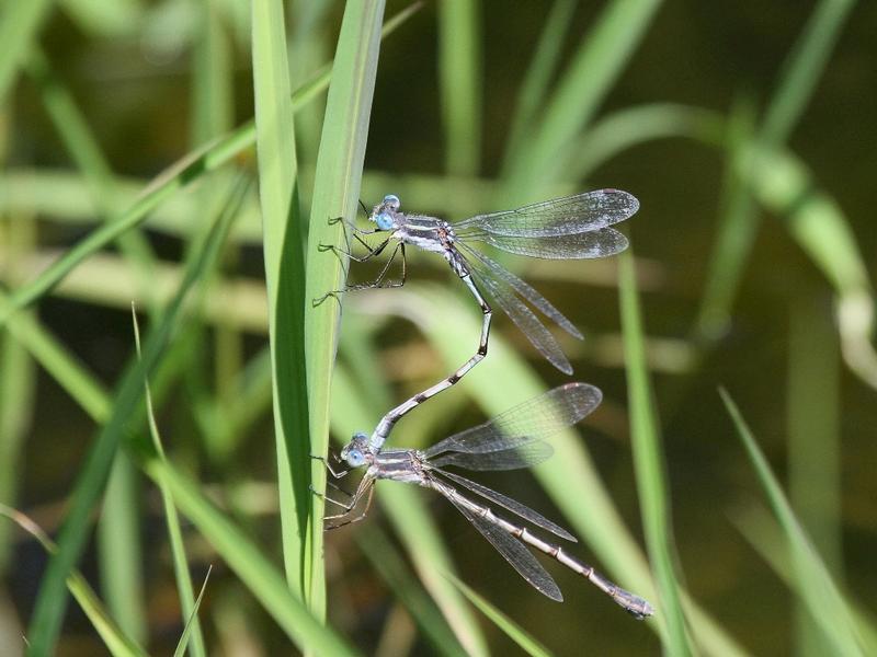 Photo of Southern Spreadwing