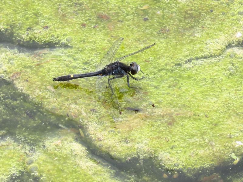 Photo of Dot-tailed Whiteface
