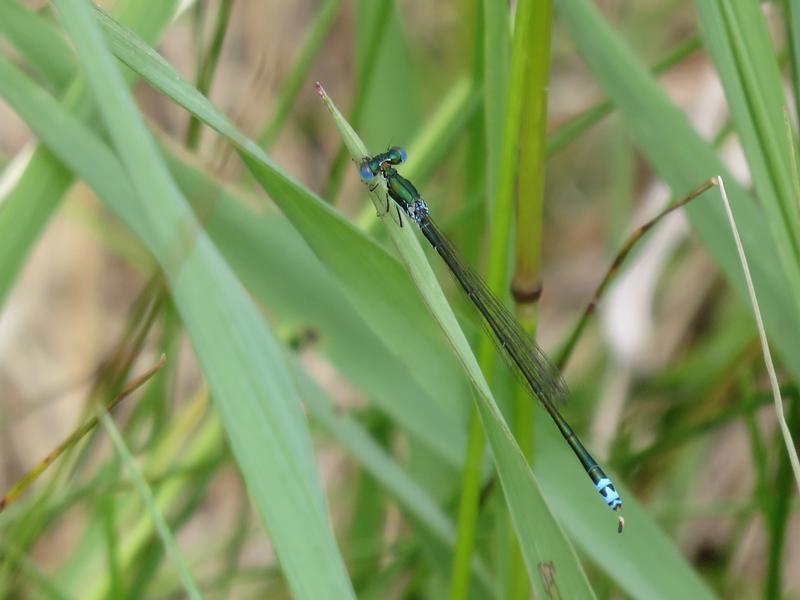 Photo of Sedge Sprite