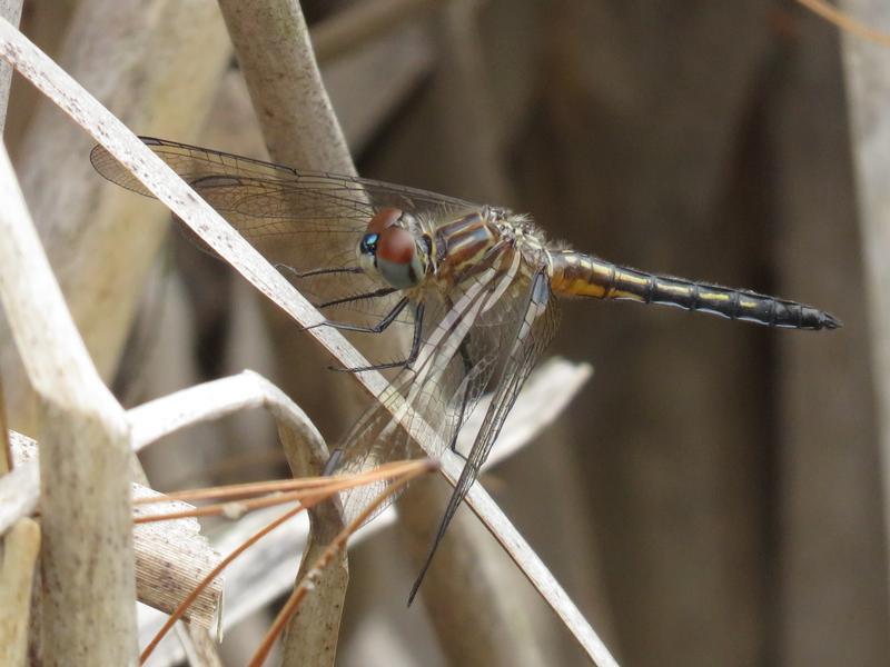 Photo of Blue Dasher