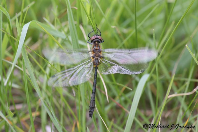 Photo of Racket-tailed Emerald