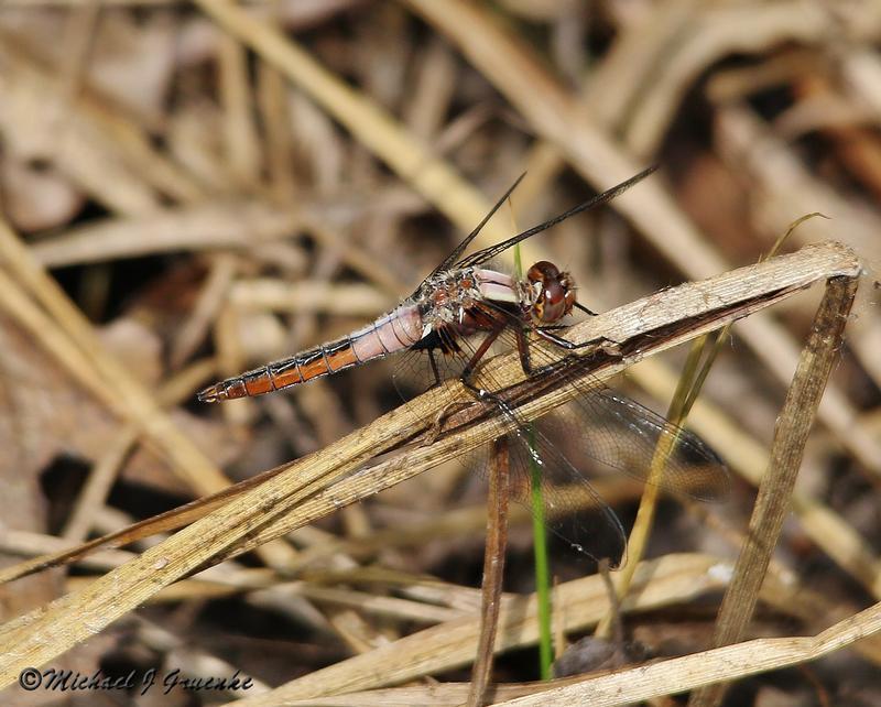 Photo of Chalk-fronted Corporal