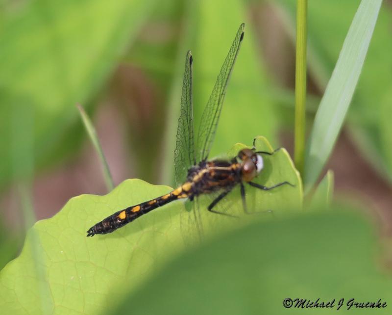 Photo of Dot-tailed Whiteface