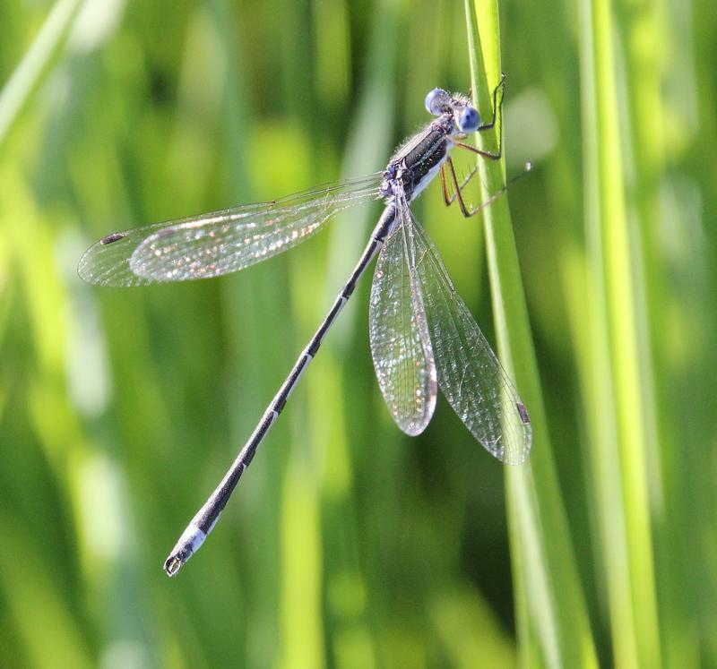 Photo of Southern Spreadwing