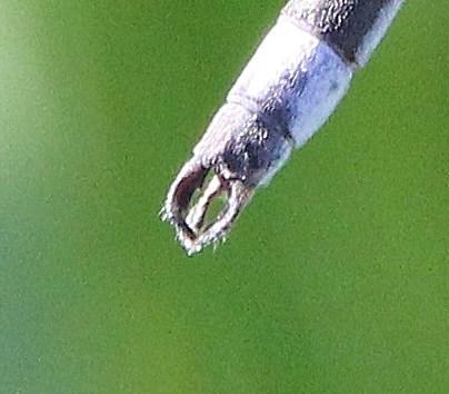 Photo of Southern Spreadwing