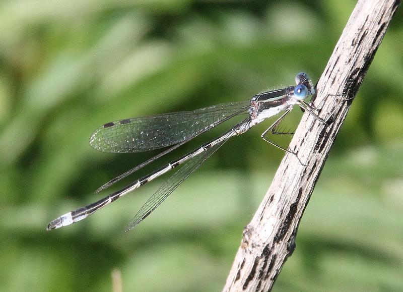 Photo of Southern Spreadwing