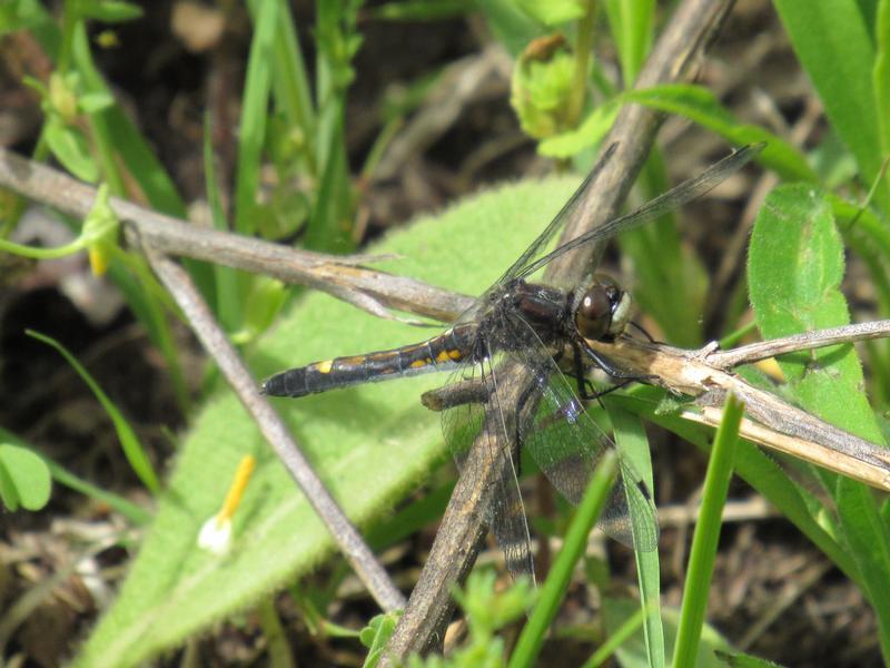 Photo of Dot-tailed Whiteface