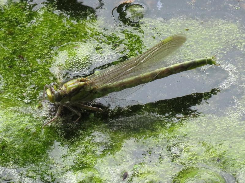 Photo of Horned Clubtail