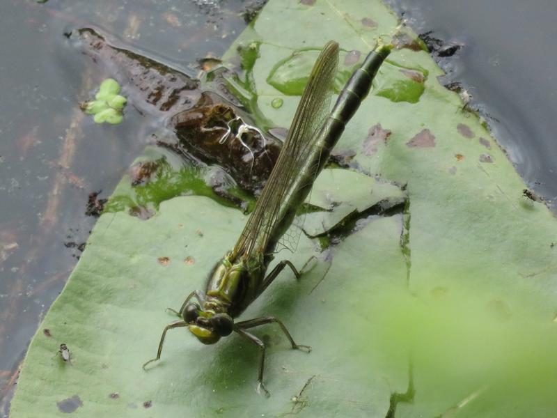 Photo of Lilypad Clubtail