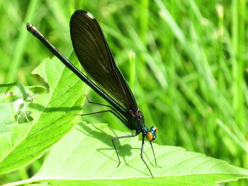 Photo of Ebony Jewelwing