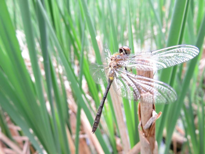 Photo of Racket-tailed Emerald