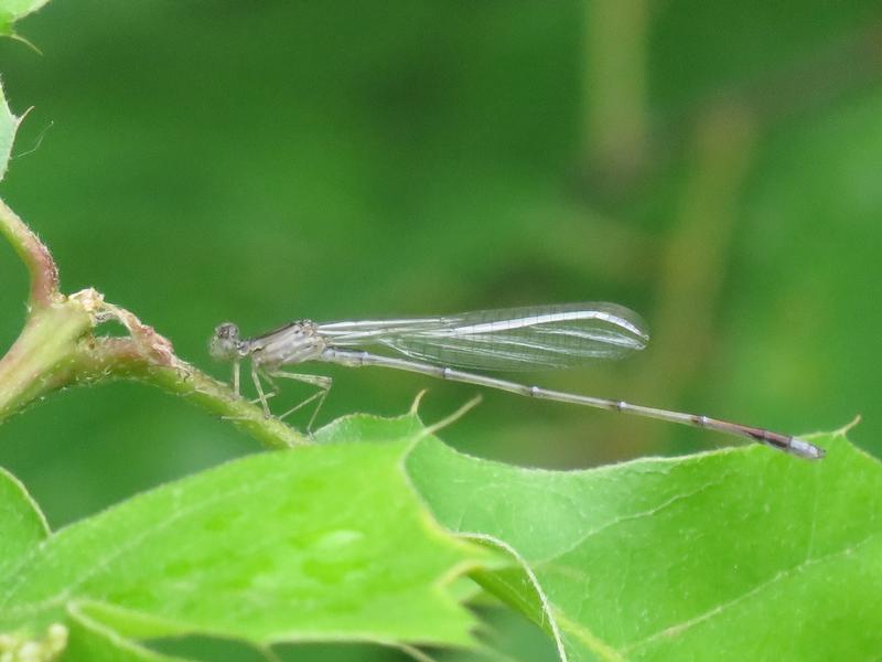 Photo of Vesper Bluet