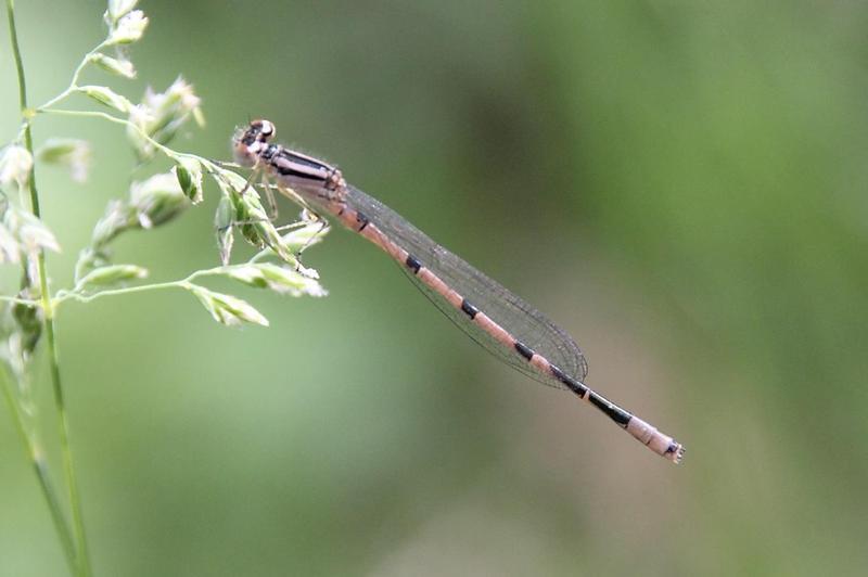Photo of Marsh Bluet