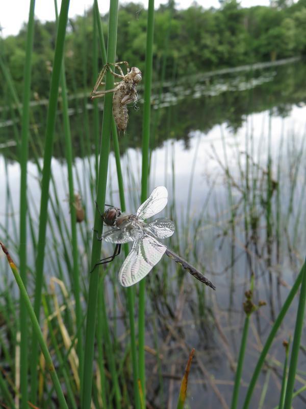 Photo of Common Baskettail