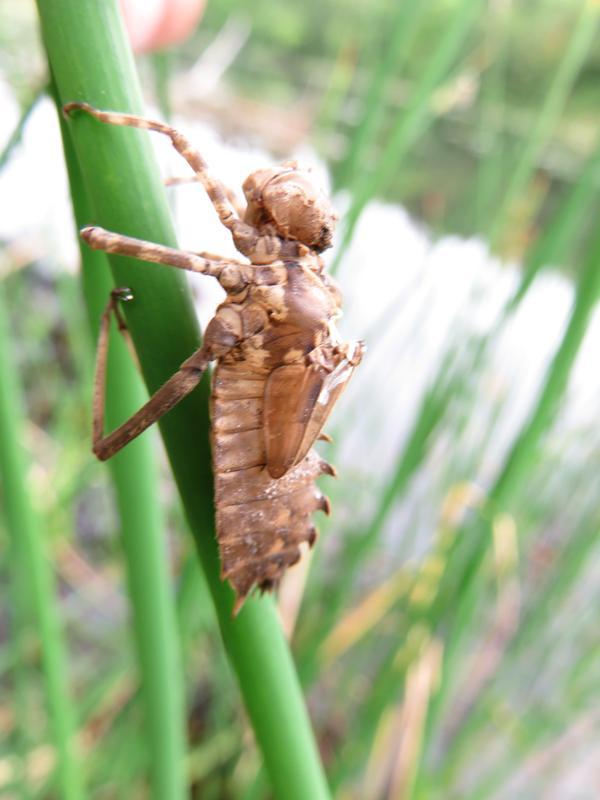 Photo of Prince Baskettail