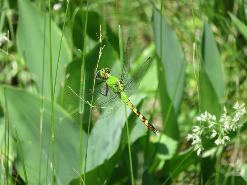 Photo of Eastern Pondhawk