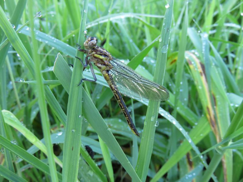 Photo of Dusky Clubtail