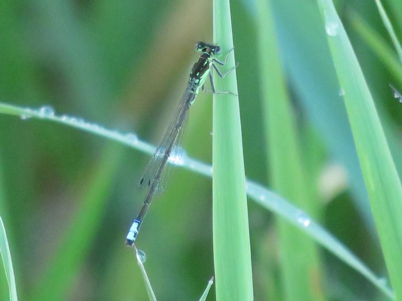 Photo of Eastern Forktail