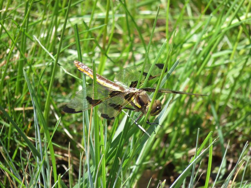 Photo of Twelve-spotted Skimmer