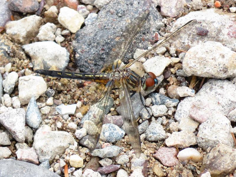 Photo of Blue Dasher