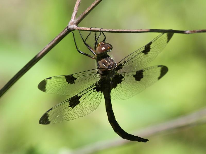 Photo of Prince Baskettail